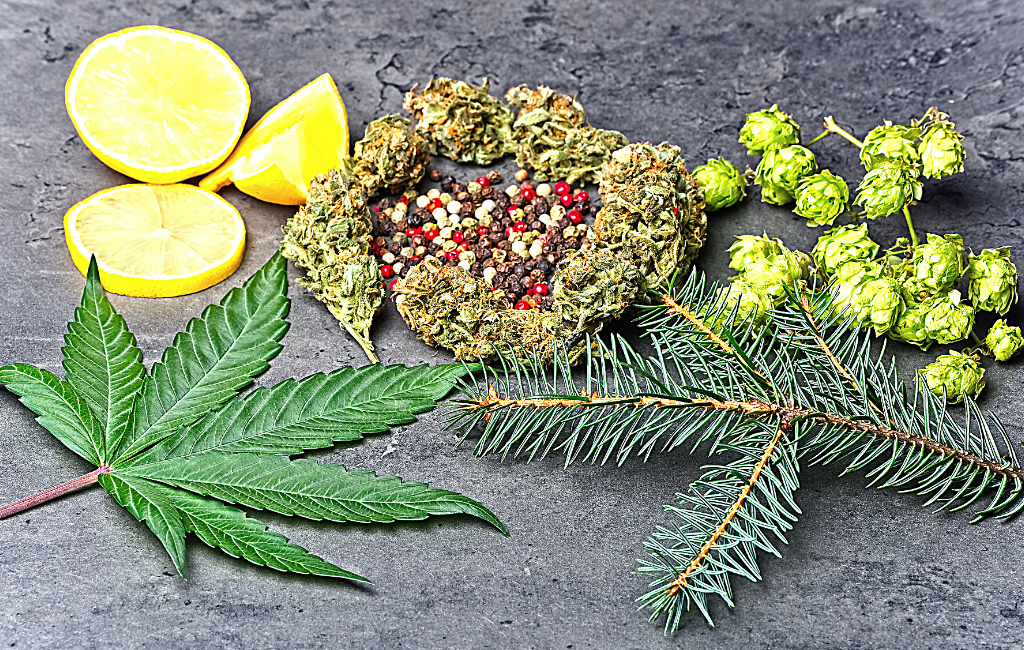 How do Terpenes affect the High of Cannabis?