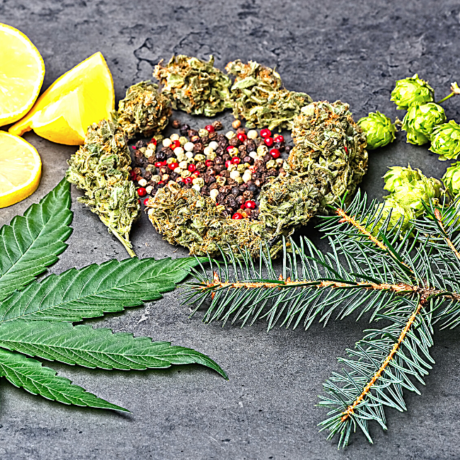 How do Terpenes affect the High of Cannabis?